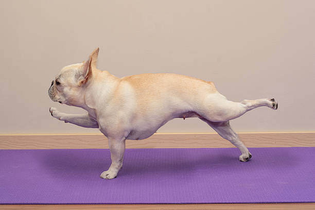 A 3 year old French Bulldog doing a Yoga pose (single arm / leg plank) on a purple Yoga mat. In front of a cream wall background.