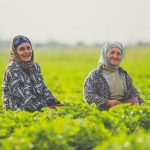 MAROC. deux-travailleuses-souriant-dans-une-plantation-de-the
